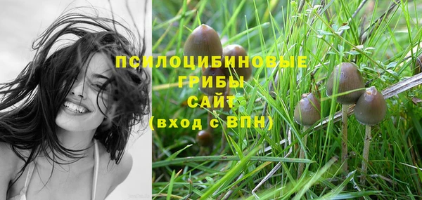 стаф Аркадак